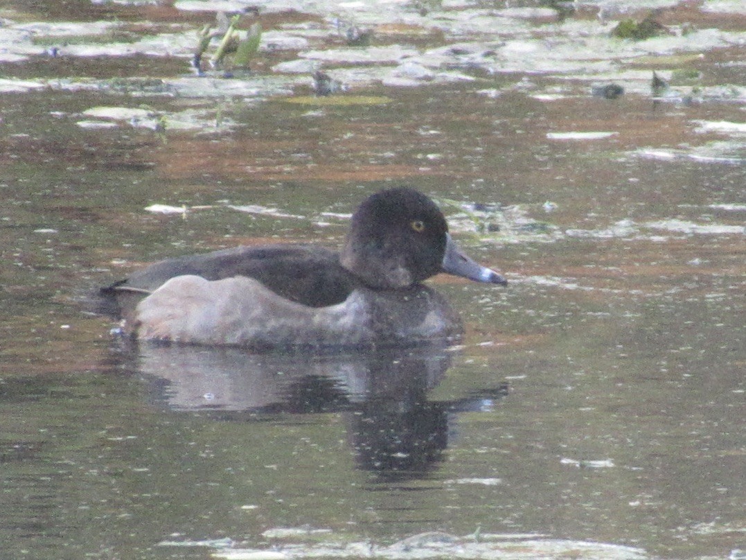 Ring-necked Duck - ML644563791
