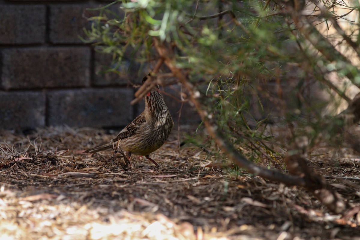 Red Wattlebird - ML644563792