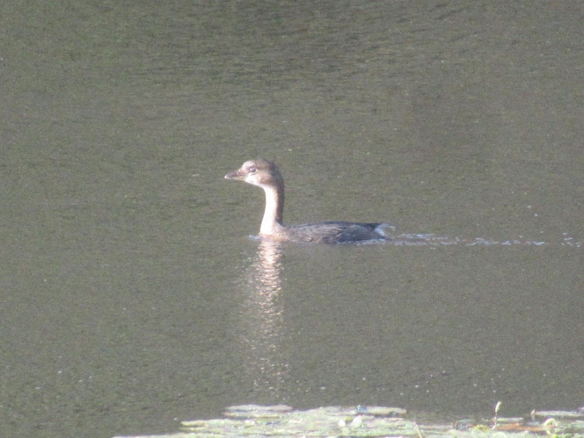 Pied-billed Grebe - ML644563796