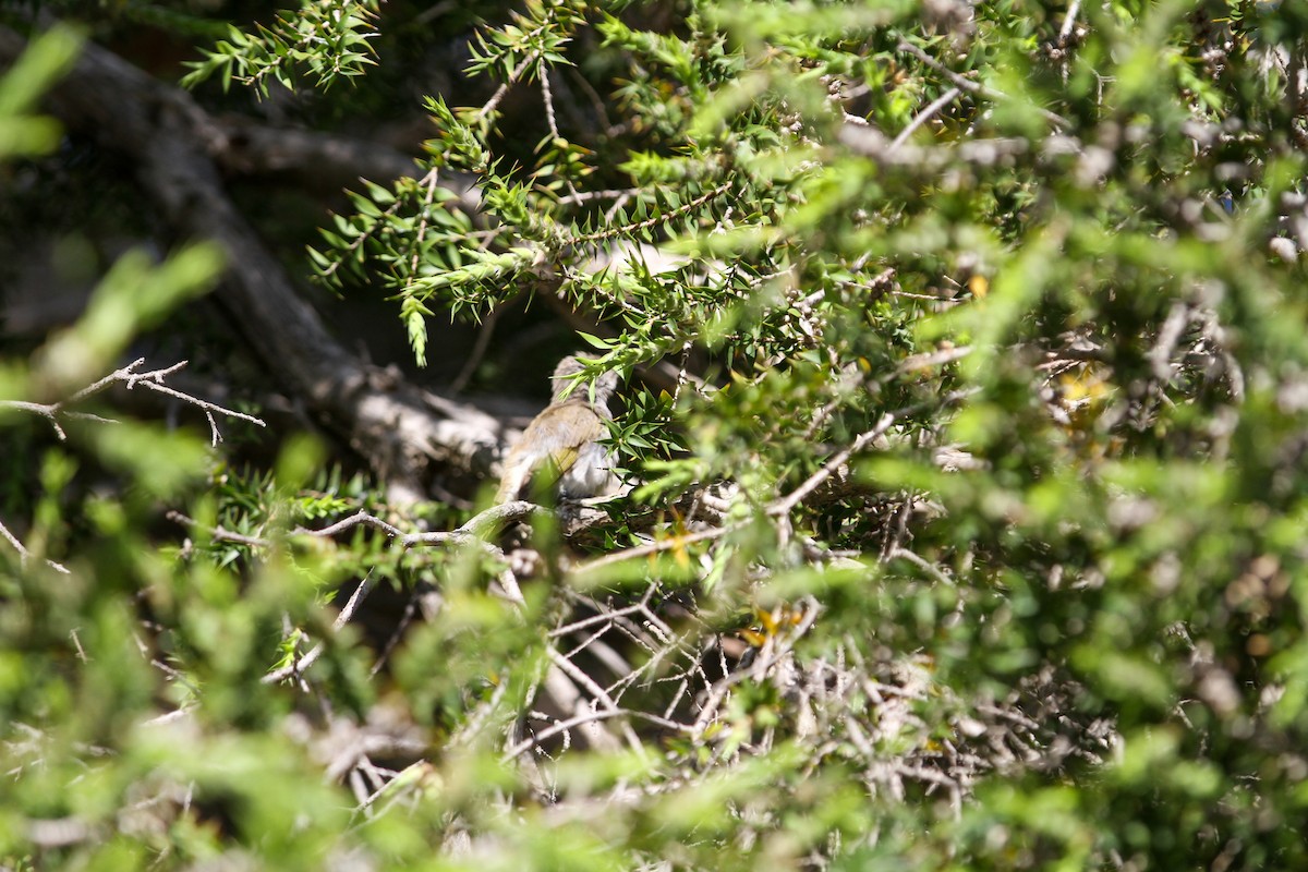 Singing Honeyeater - ML644563797
