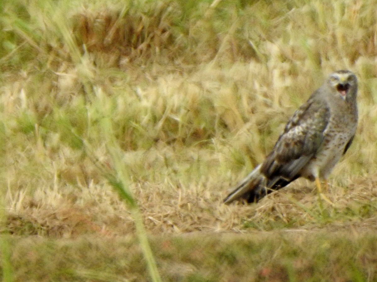 Northern Harrier - ML644563798