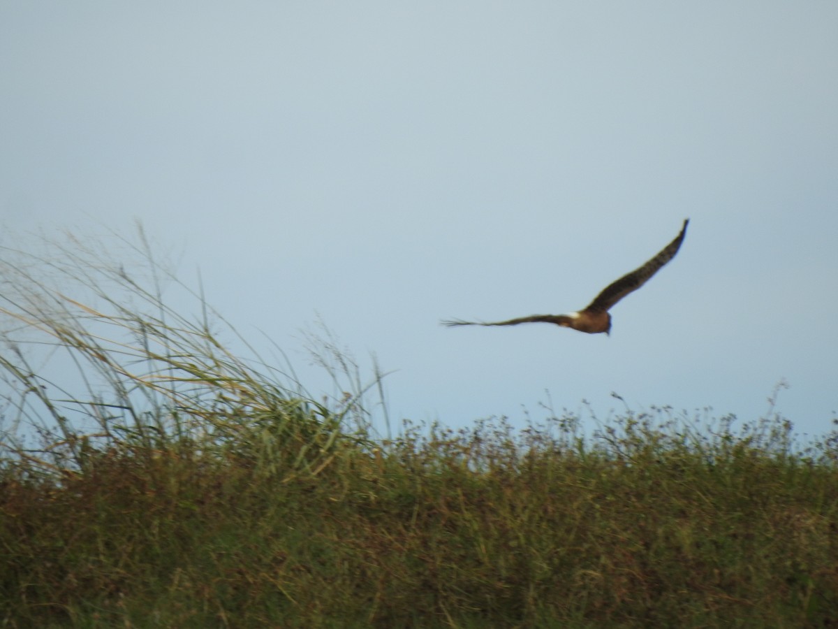 Northern Harrier - ML644563799