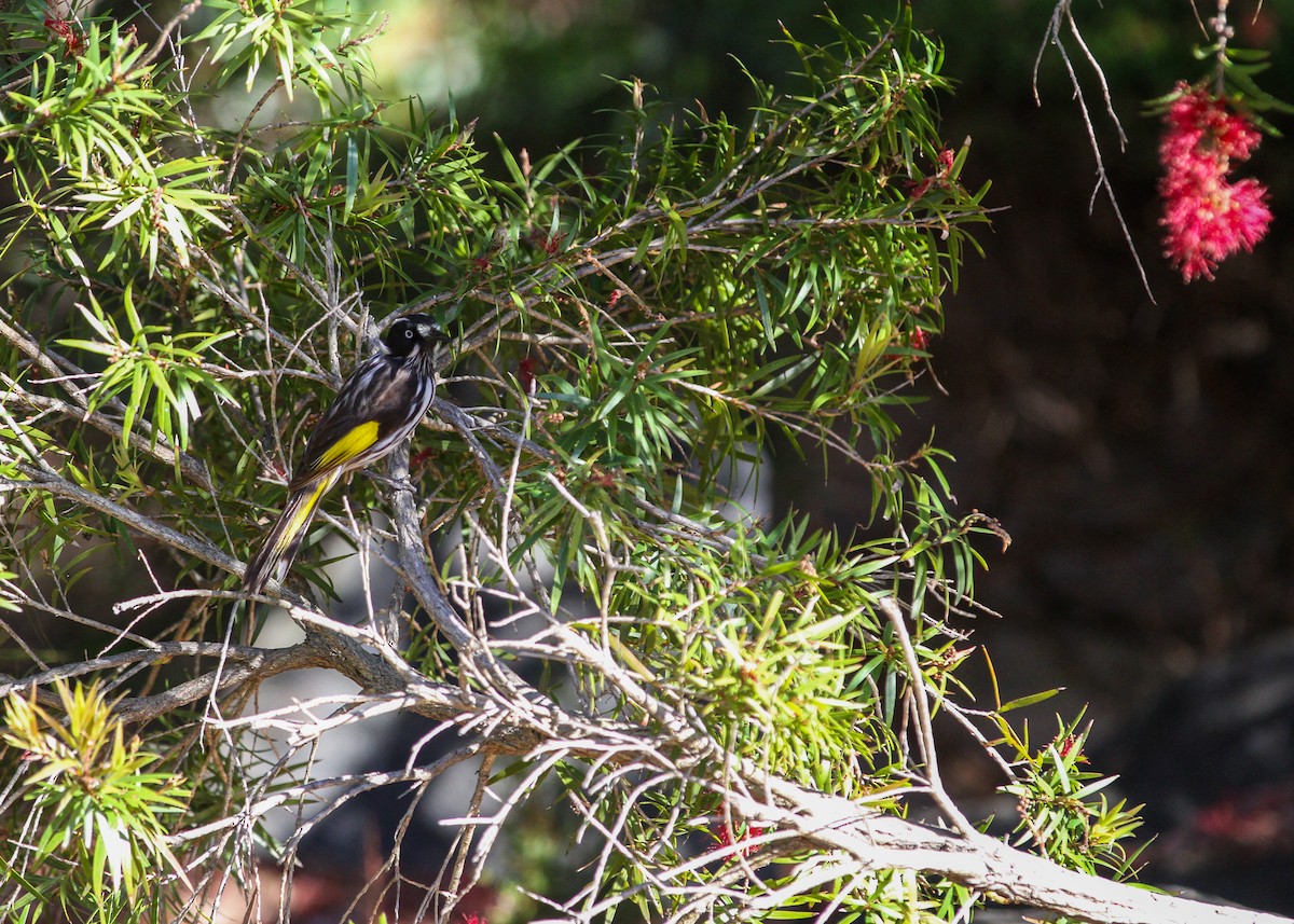 New Holland Honeyeater - ML644563802