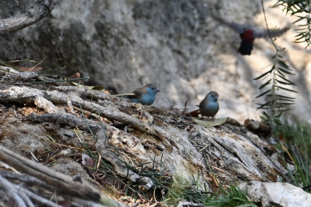 Southern Cordonbleu - ML644563804