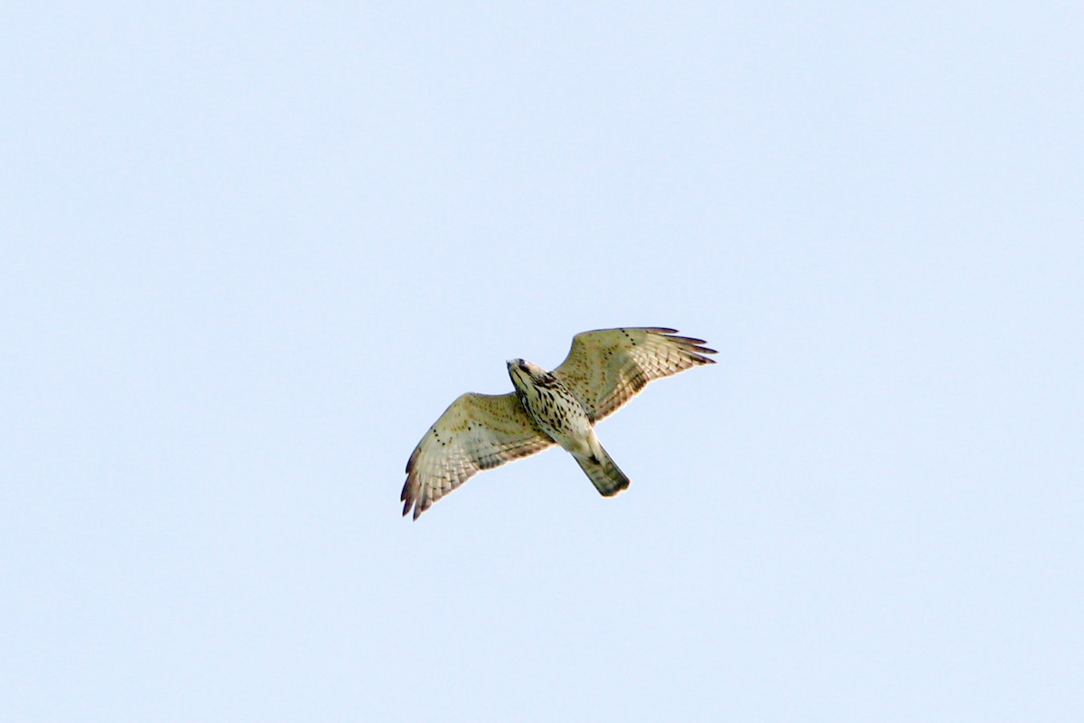 Broad-winged Hawk - ML644563806