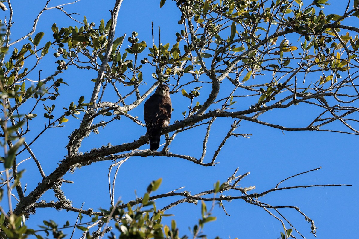 Merlin - ML644563810