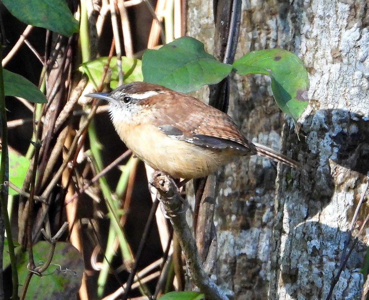 Carolina Wren - ML644563813