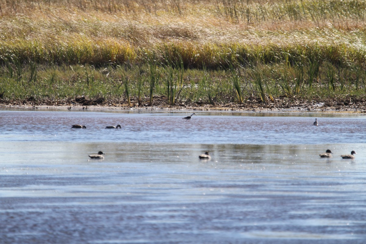 Black-necked Stilt - ML644563814