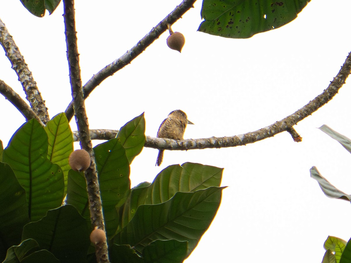 Barred Puffbird - ML644563817