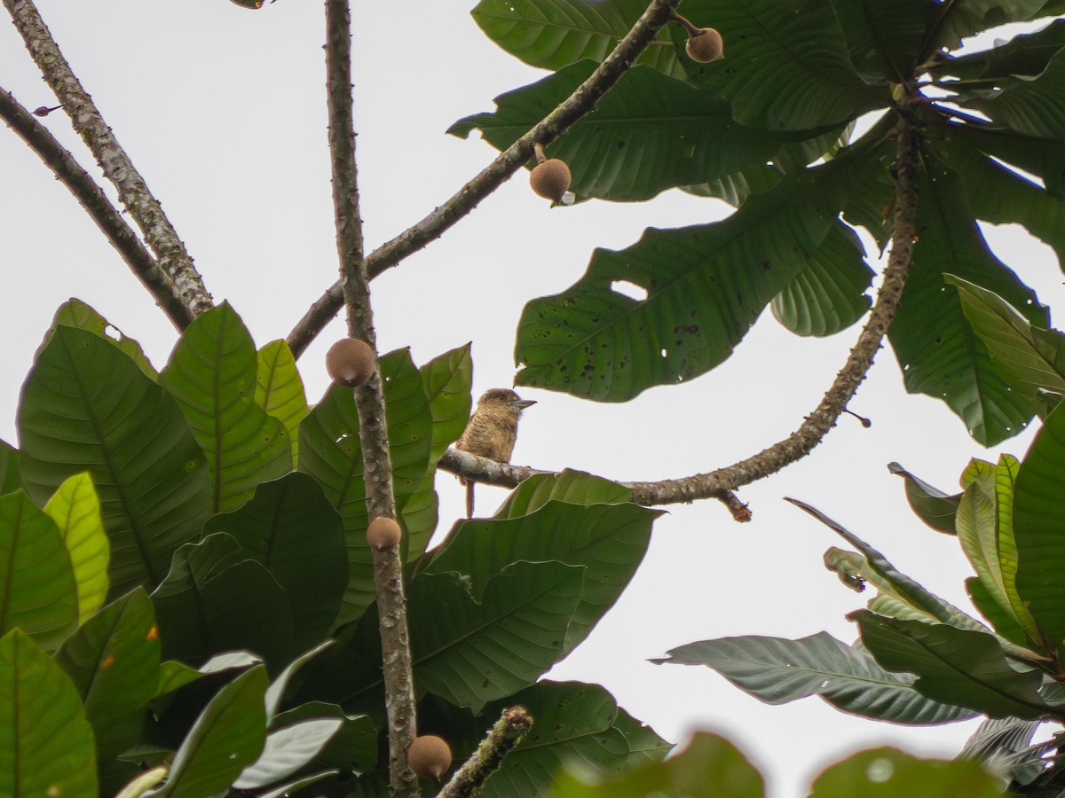 Barred Puffbird - ML644563818