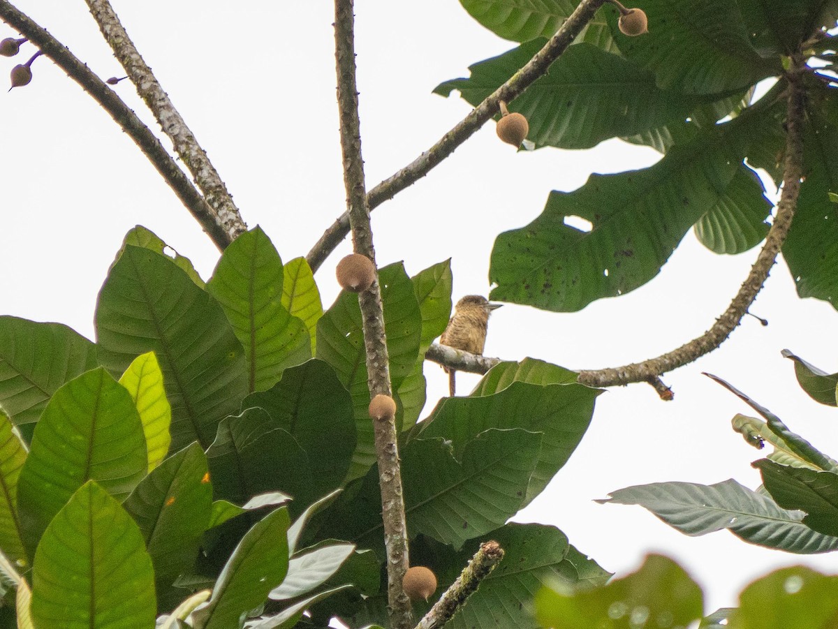 Barred Puffbird - ML644563819