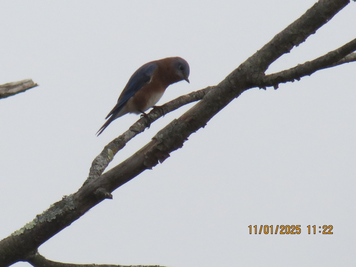 Eastern Bluebird - ML644563830
