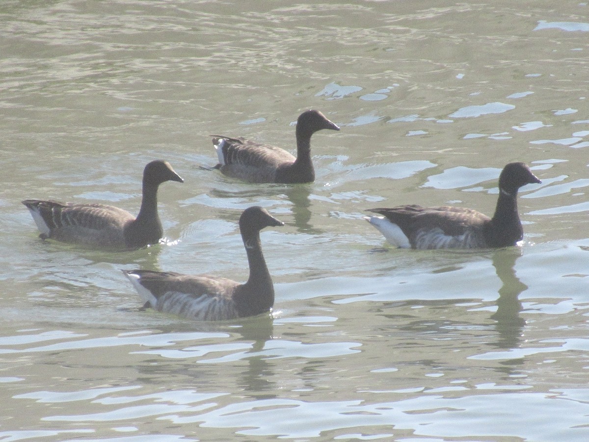 Хар толгойт галуу - ML644563837