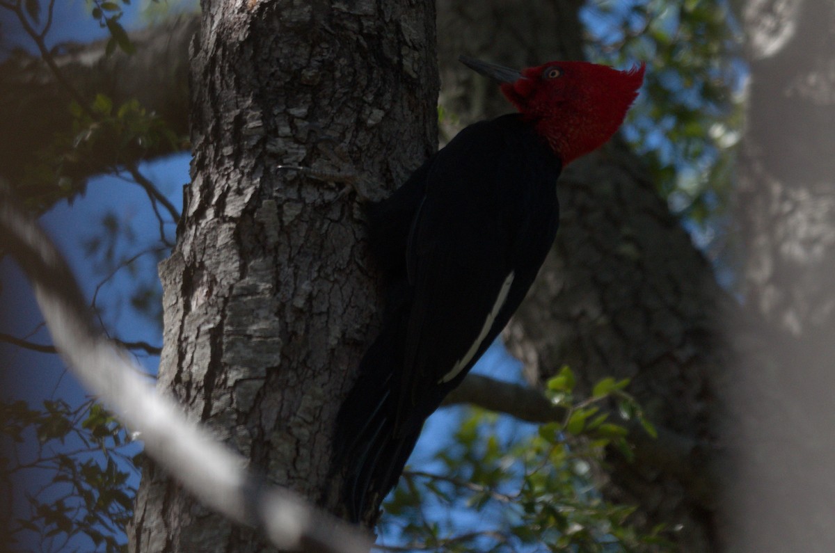 datel magellanský - ML644563840