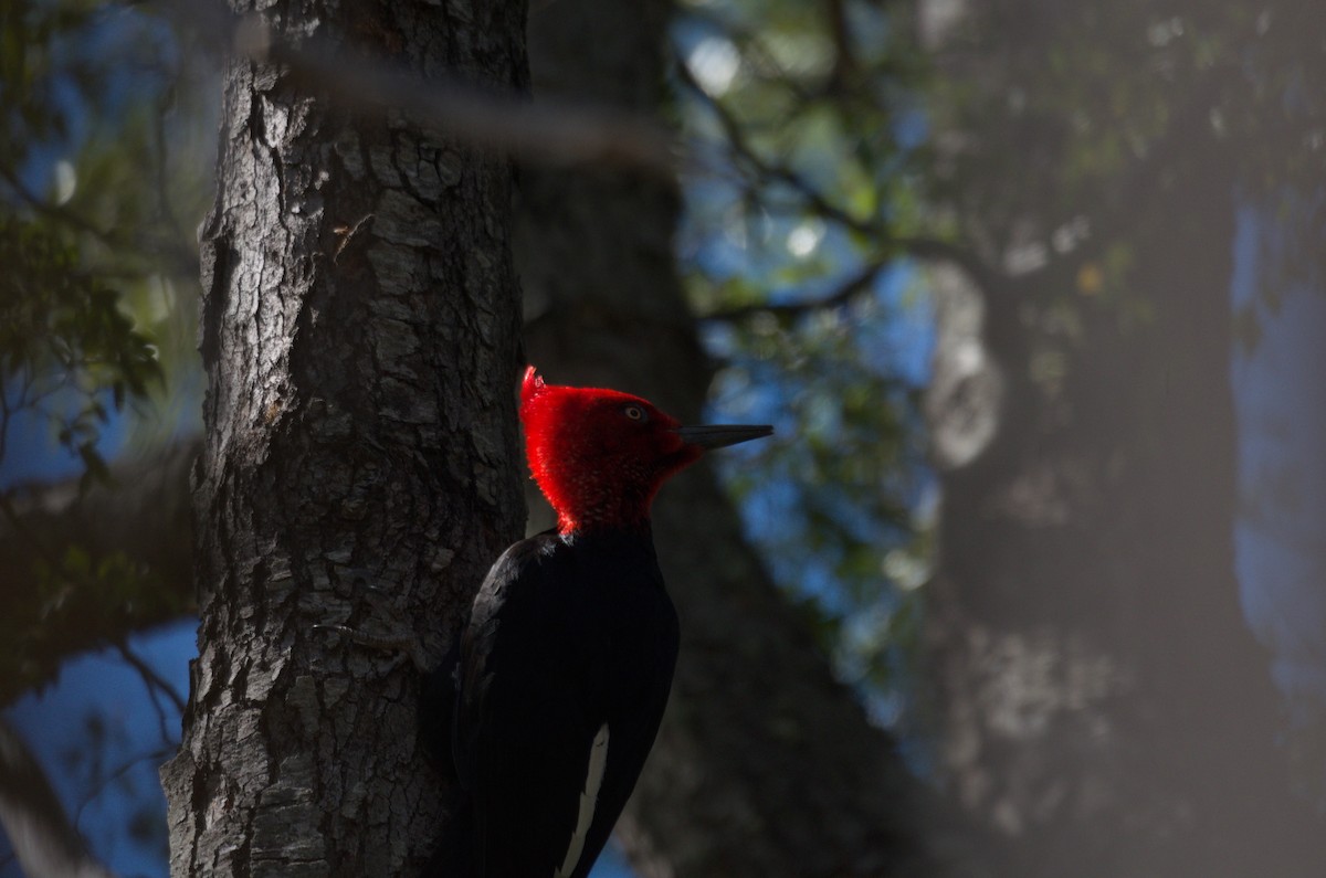 datel magellanský - ML644563841