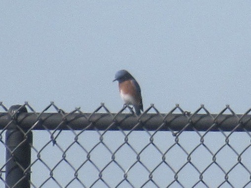 Eastern Bluebird - ML644563848