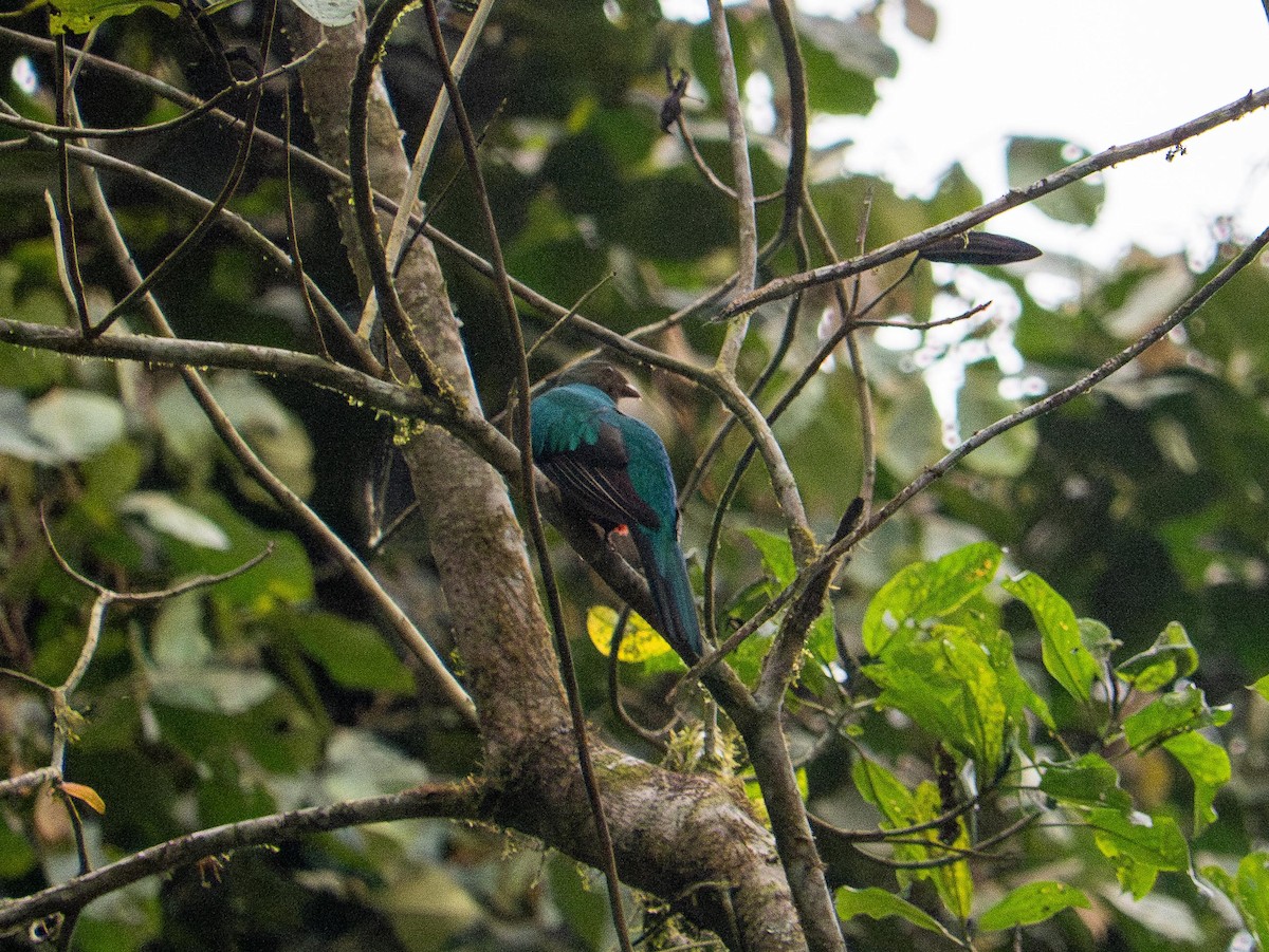 Golden-headed Quetzal - ML644563849