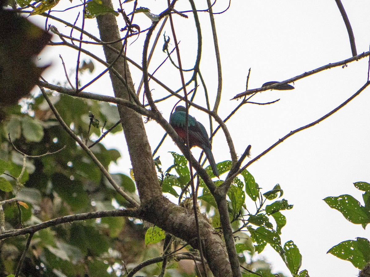 Golden-headed Quetzal - ML644563850