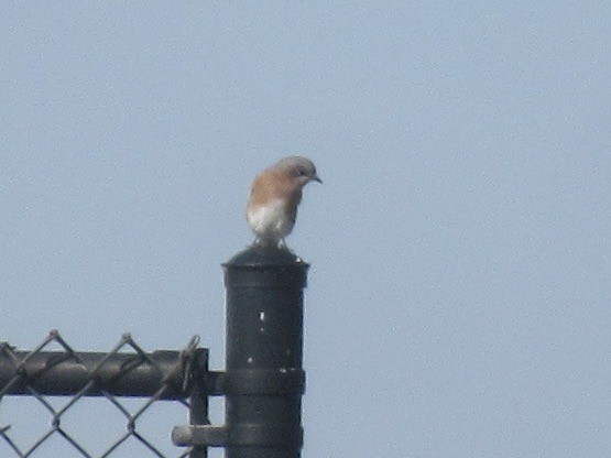 Eastern Bluebird - ML644563851