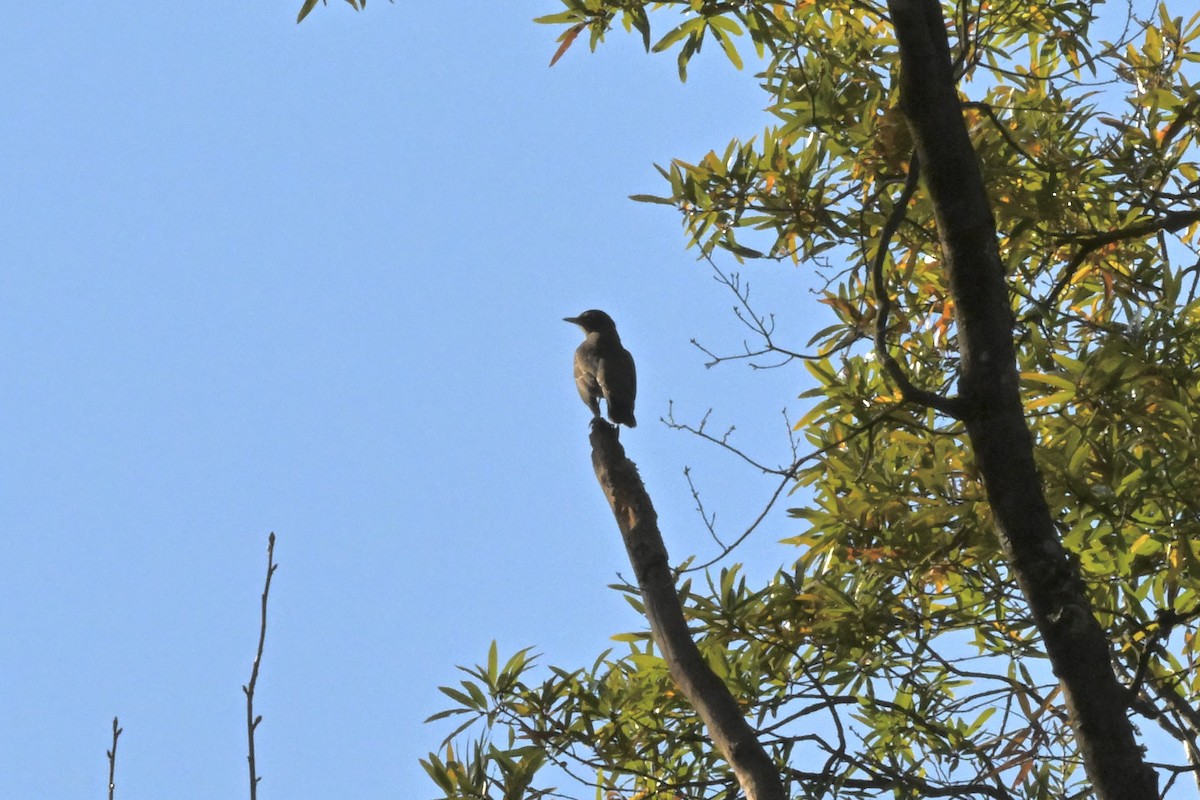 קיכלי נודד - ML644563857