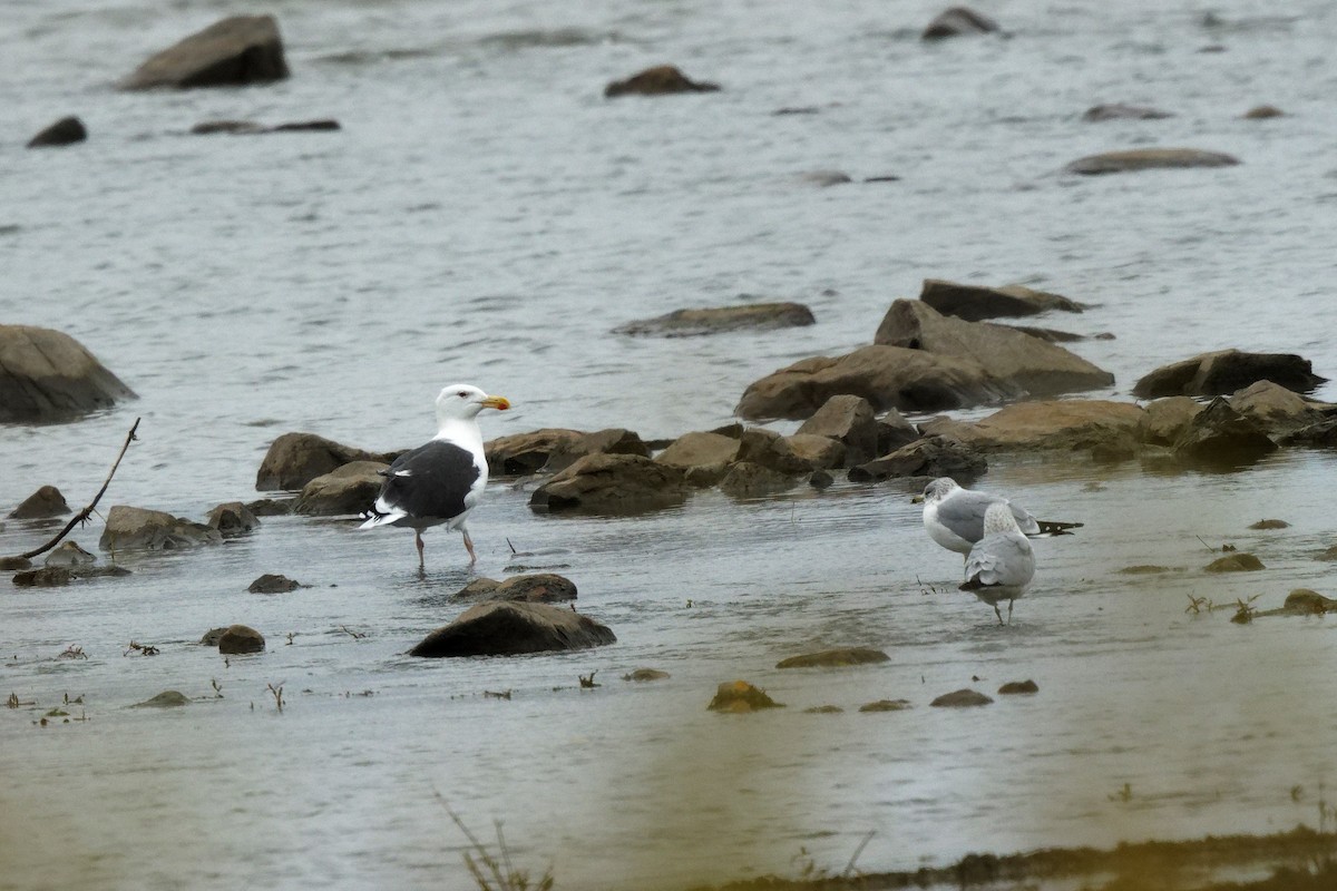 Gavión Atlántico - ML644563860