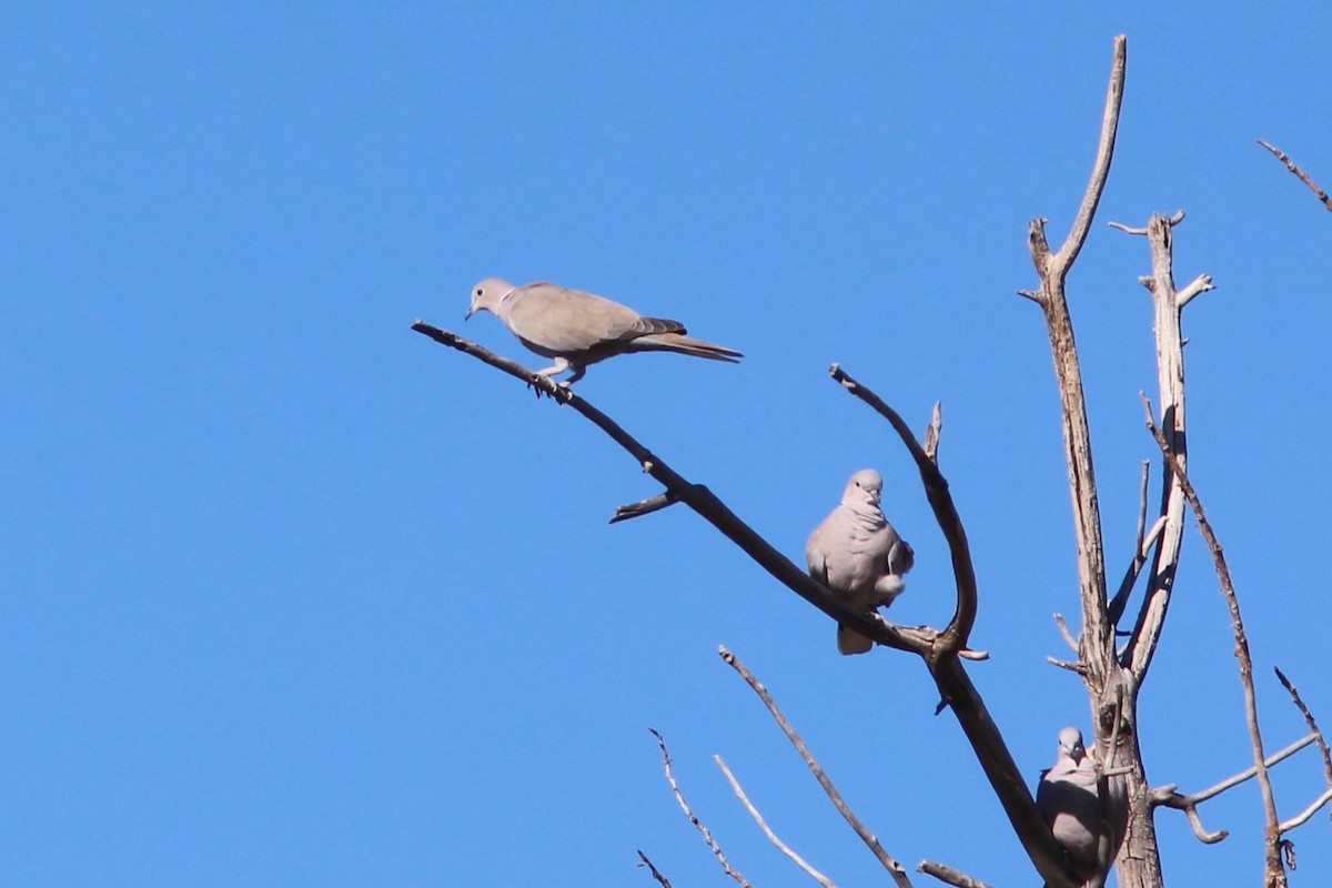 Eurasian Collared-Dove - ML644563893