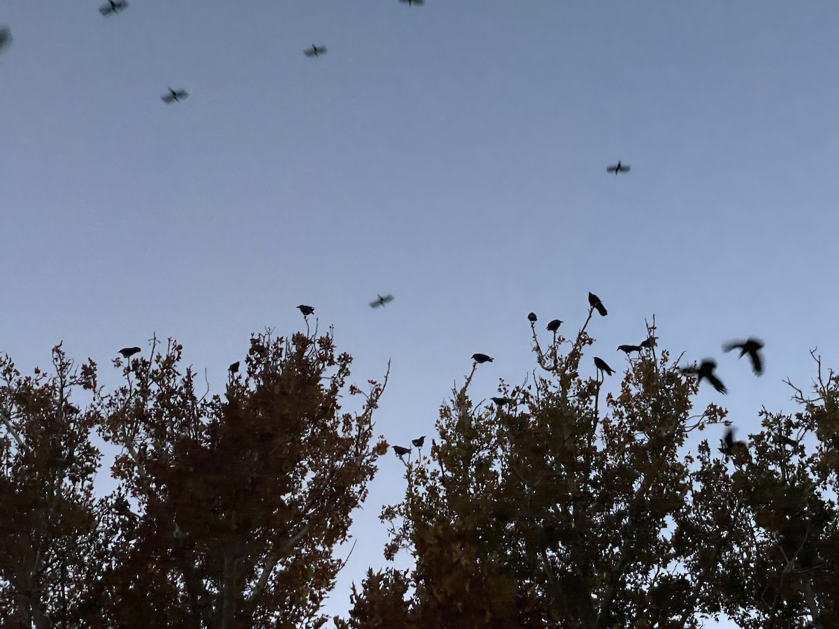 Erroi handia - ML644563895