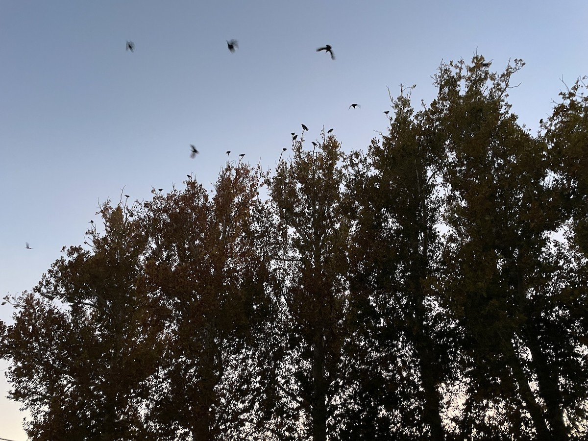 Erroi handia - ML644563896