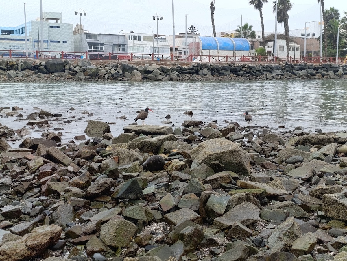Blackish Oystercatcher - ML644563897
