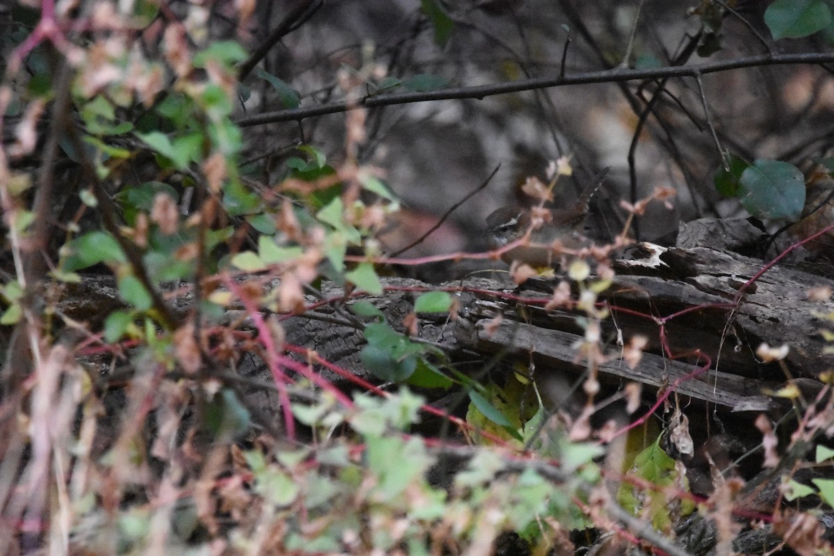 Carolina Wren - ML644563898