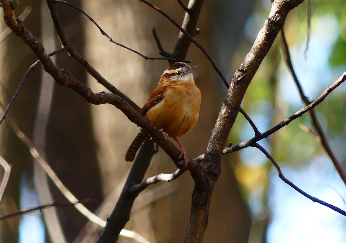 Carolina Wren - ML644563902