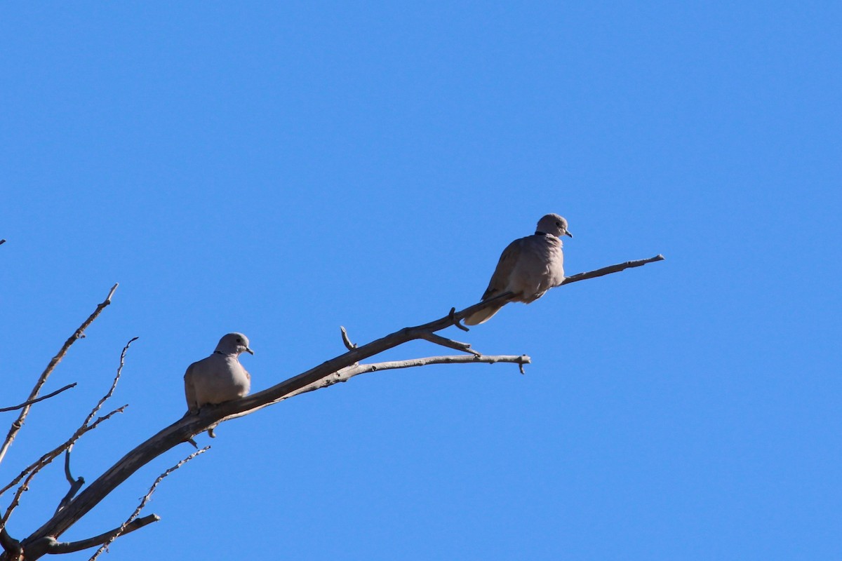 Eurasian Collared-Dove - ML644563904