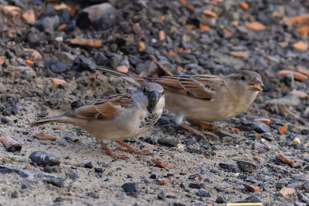 House Sparrow - ML644563907