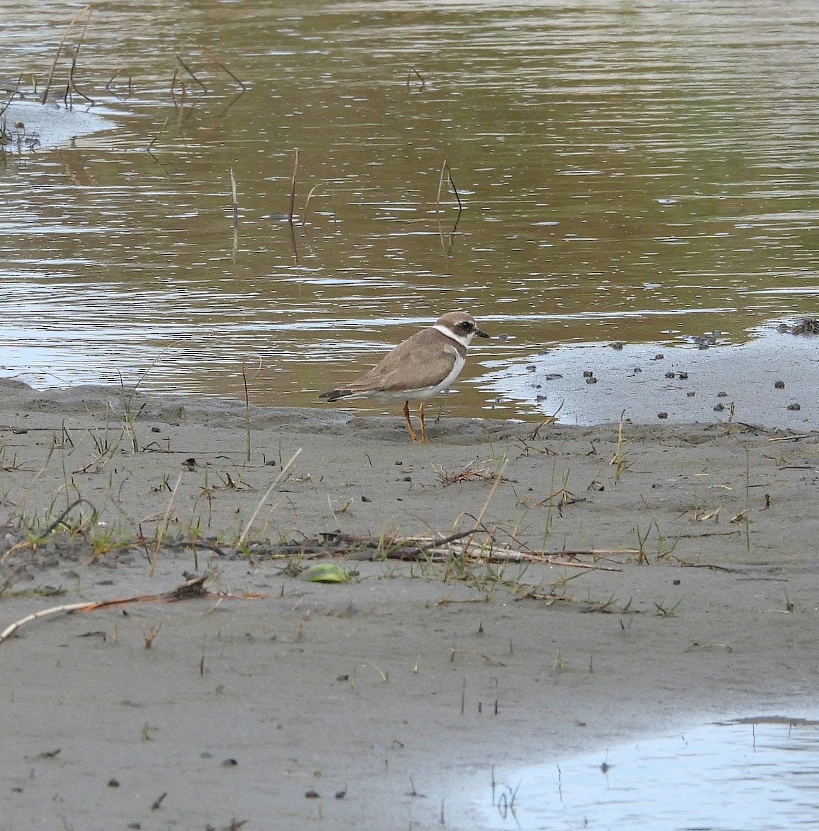 Semipalmated Plover - ML644563909