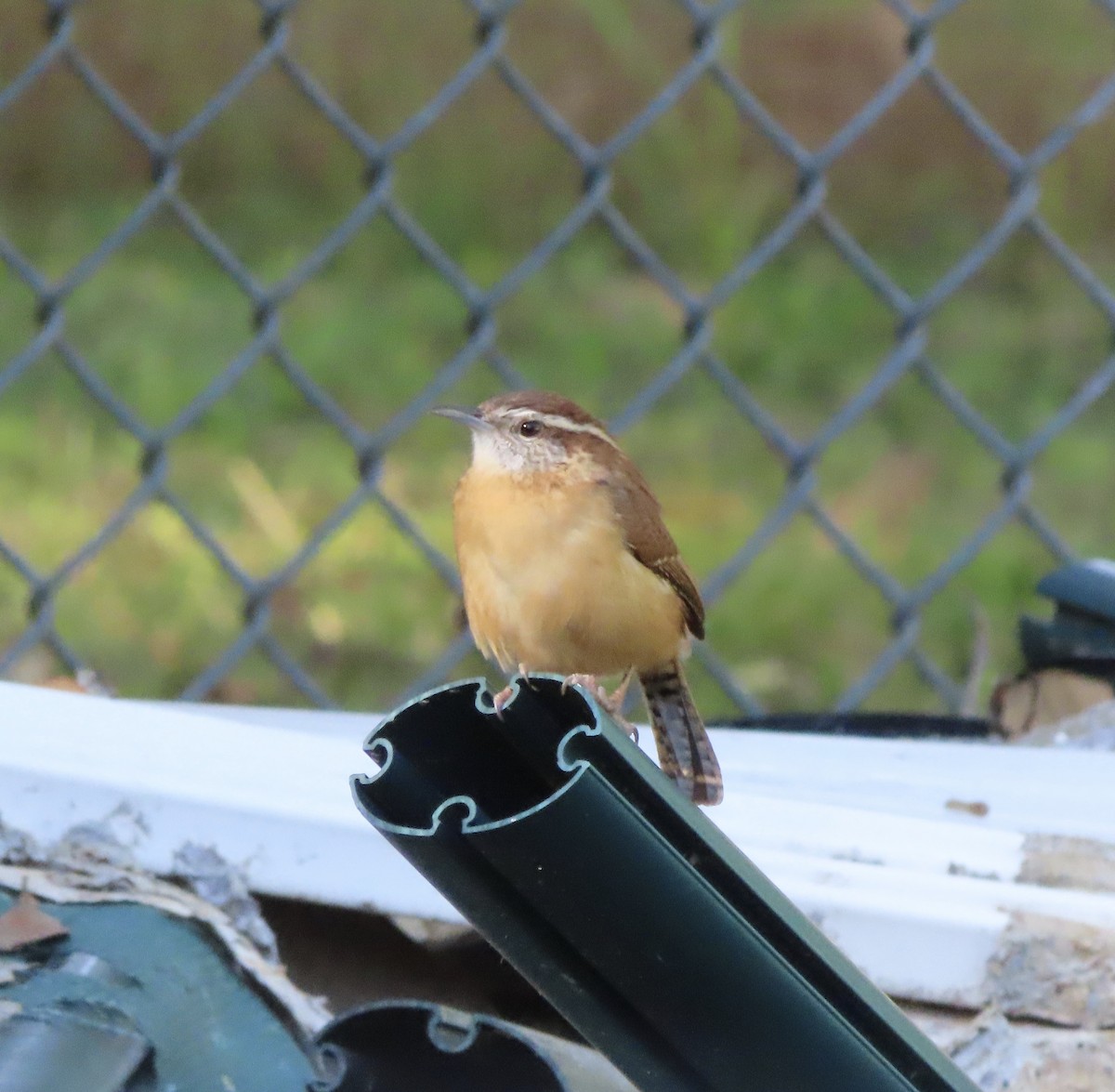 Carolina Wren - ML644563910