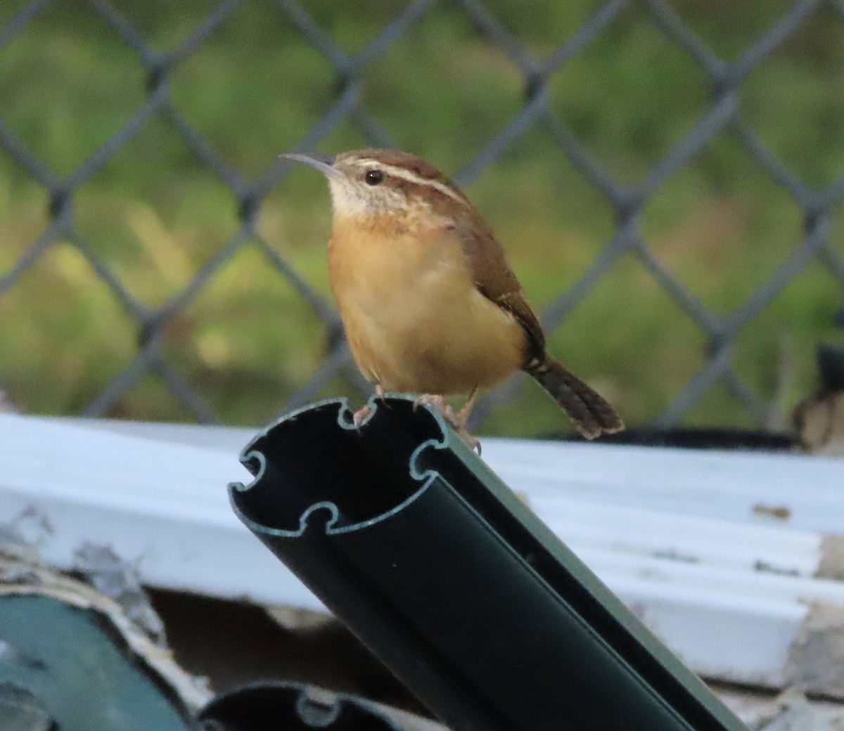 Carolina Wren - ML644563911