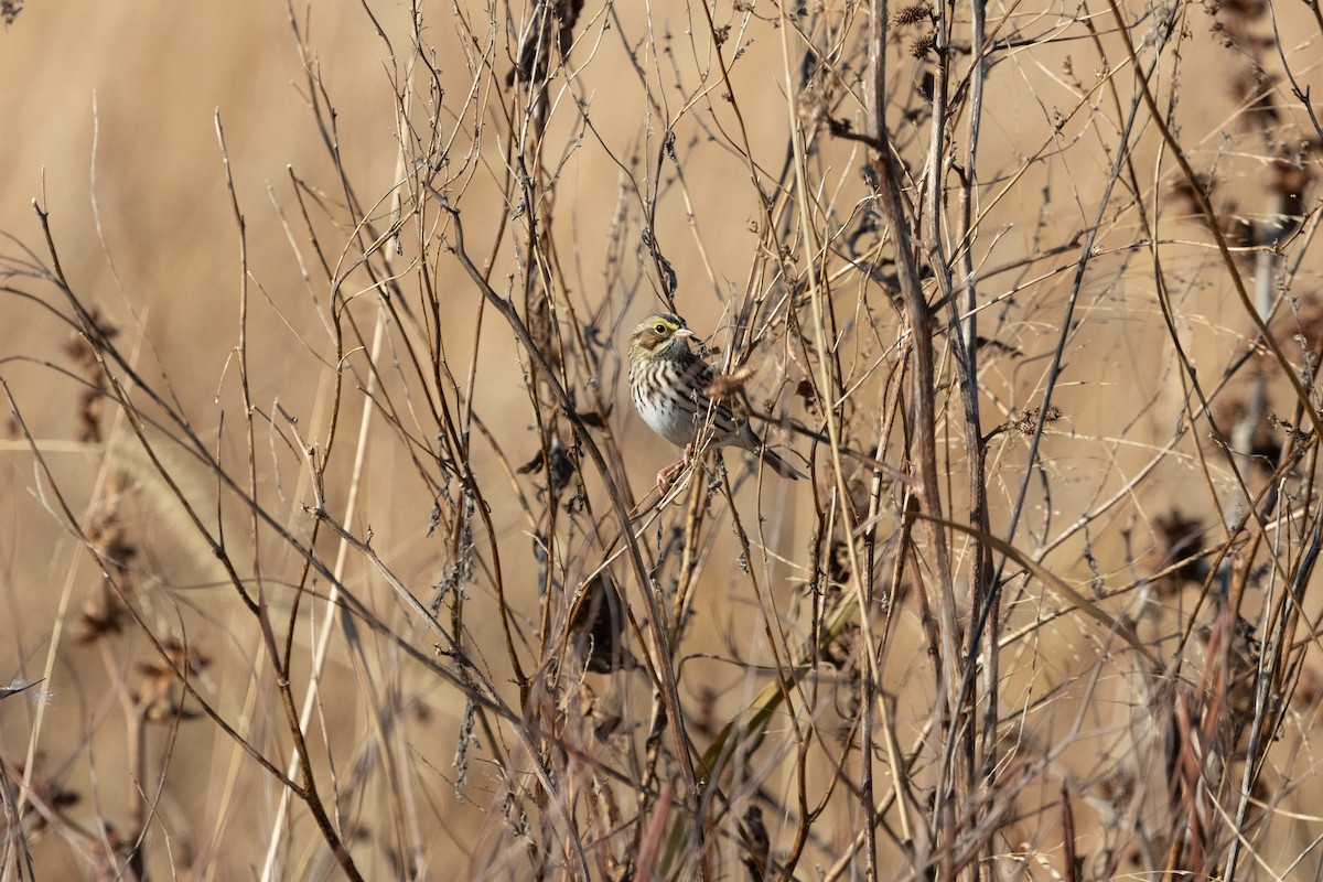 Savannah Sparrow - ML644563912