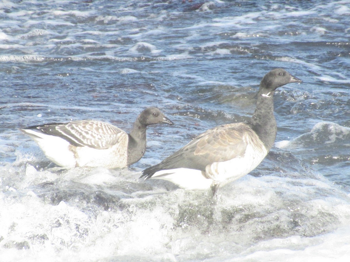 Хар толгойт галуу - ML644563913