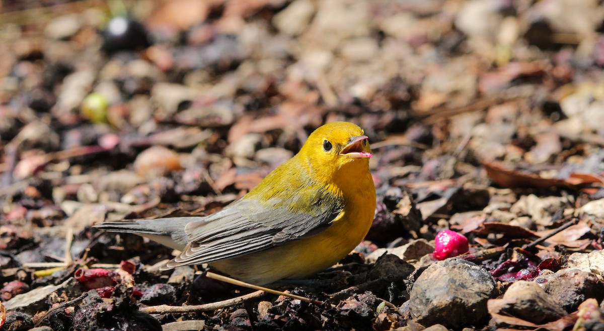 オウゴンアメリカムシクイ - ML644563914