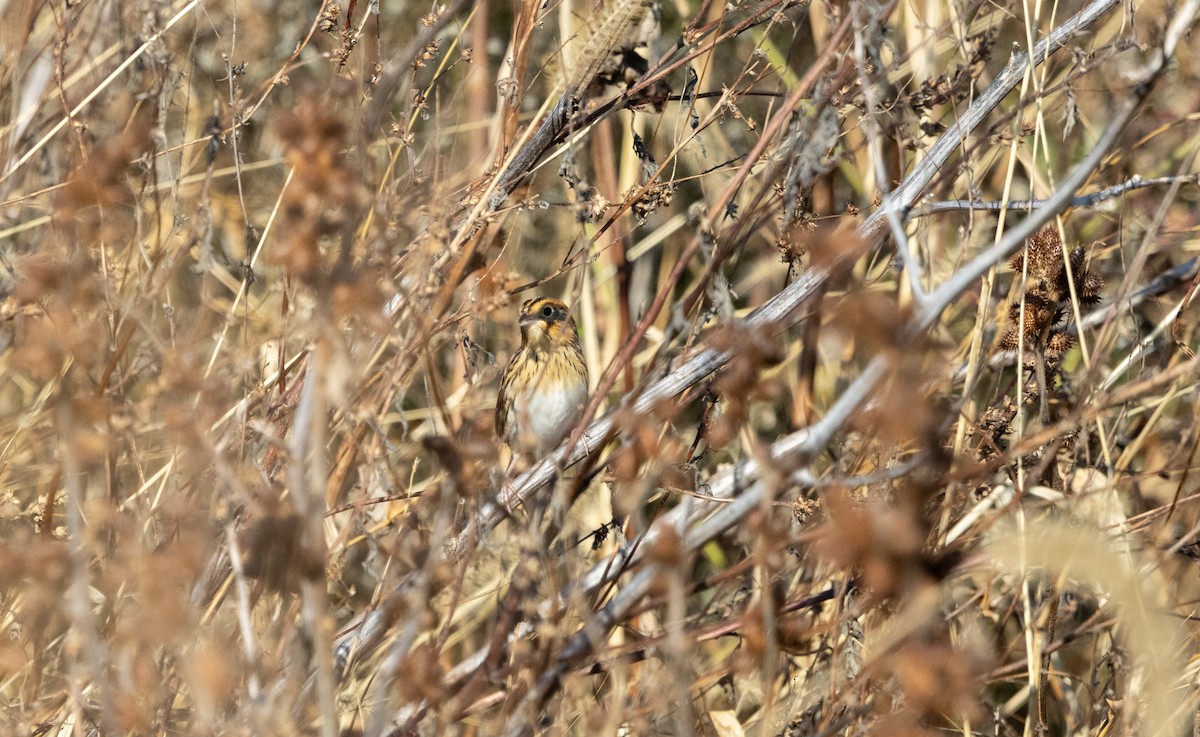 LeConte's Sparrow - ML644563915