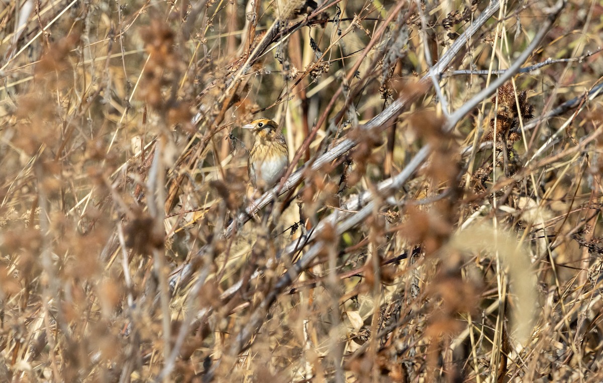 LeConte's Sparrow - ML644563920