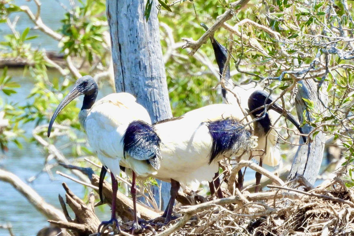 Australian Ibis - ML644563924