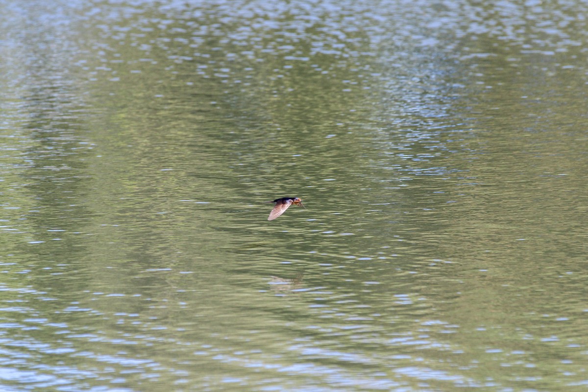 Welcome Swallow - ML644563925