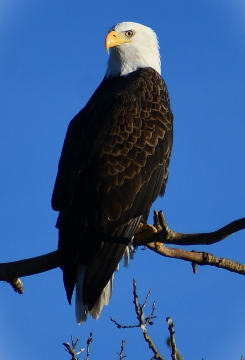 Bald Eagle - ML644563926