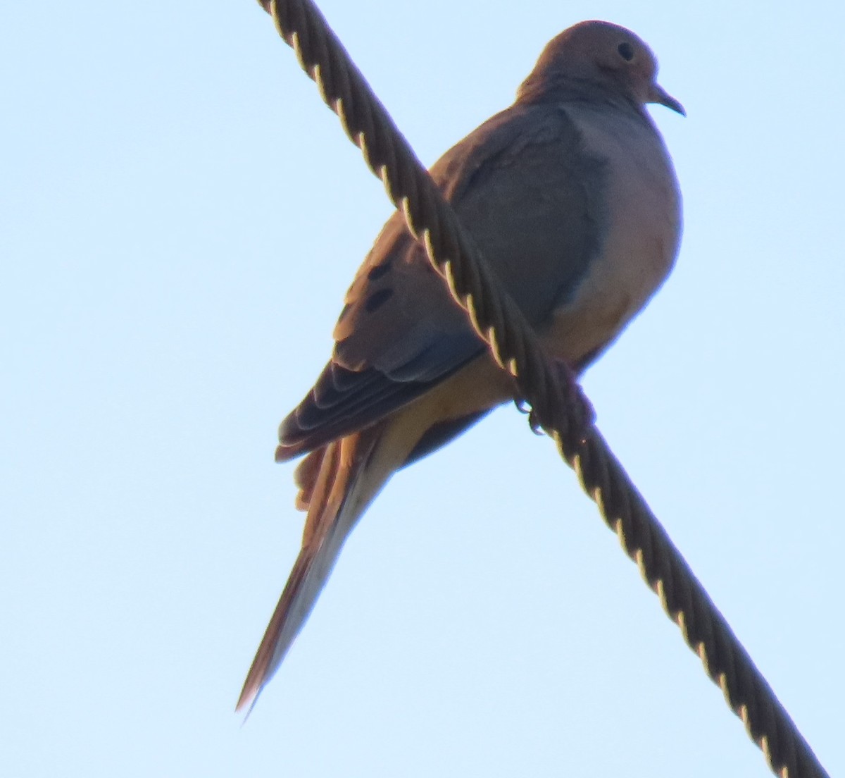 Mourning Dove - ML644563934