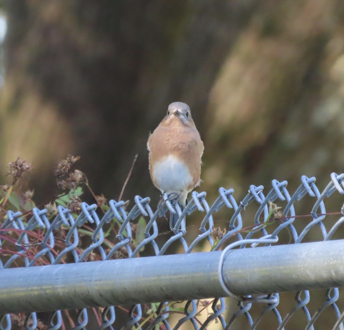 Eastern Bluebird - ML644563942