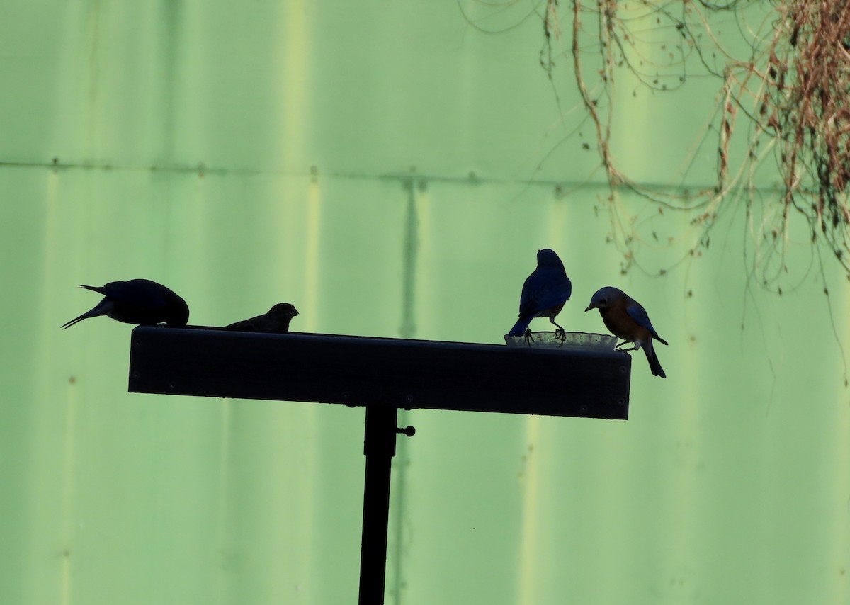 Eastern Bluebird - ML644563943