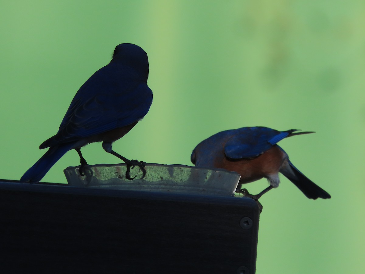 Eastern Bluebird - ML644563944