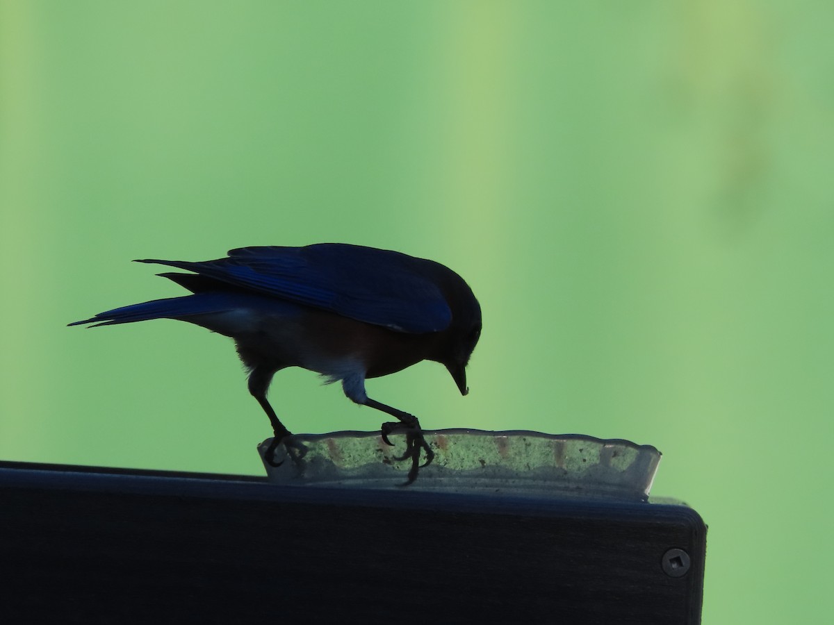 Eastern Bluebird - ML644563946