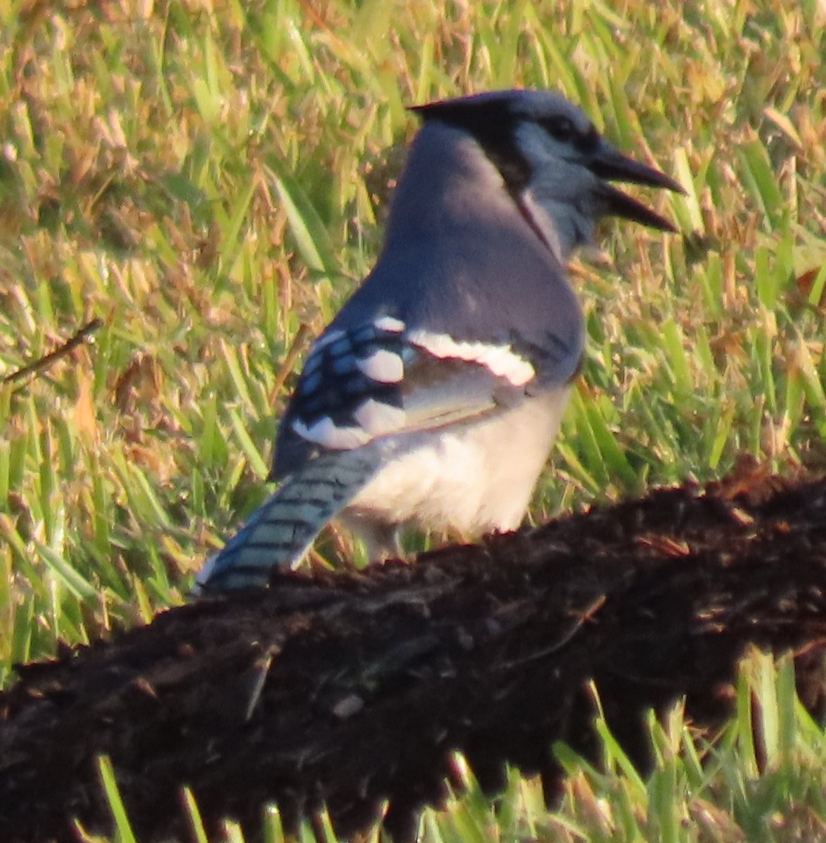 Сизойка блакитна - ML644563948